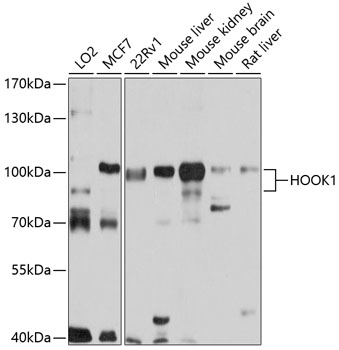 HOOK1 Polyclonal Antibody