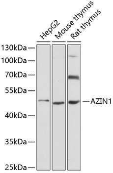 AZIN1 Polyclonal Antibody