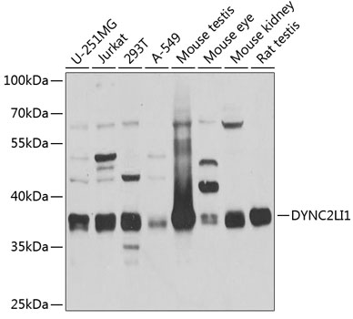 DYNC2LI1 Polyclonal Antibody