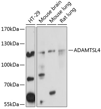 ADAMTSL4 Polyclonal Antibody