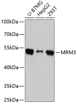 MRM3 Polyclonal Antibody