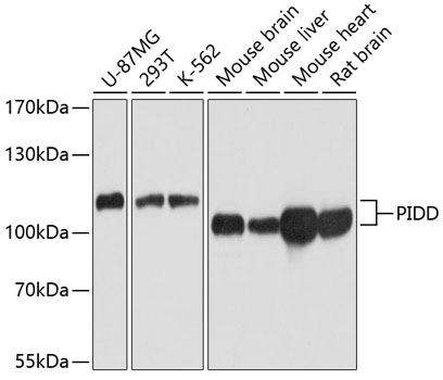 PIDD Polyclonal Antibody