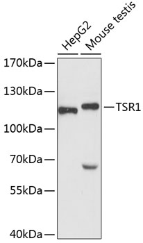TSR1 Polyclonal Antibody
