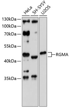 RGMA Polyclonal Antibody