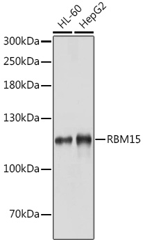 RBM15 Polyclonal Antibody