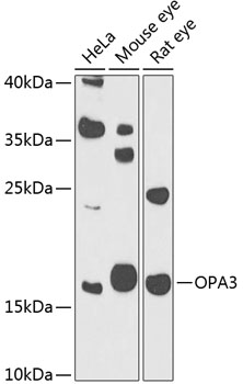 OPA3 Polyclonal Antibody