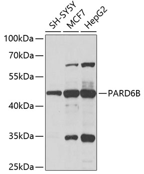 PARD6B Polyclonal Antibody