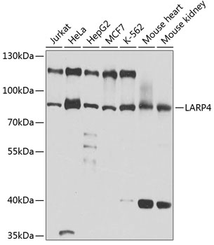 LARP4 Polyclonal Antibody