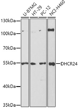 DHCR24 antibody