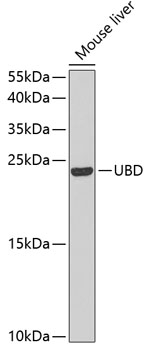 UBD antibody