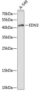 EDN3 antibody