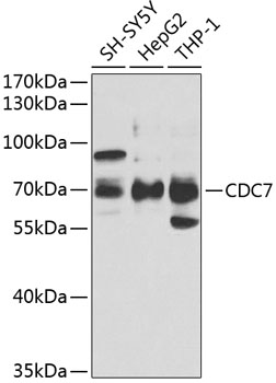 CDC7 Antibody