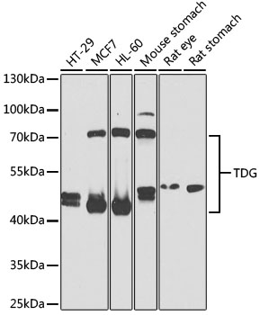 TDG Antibody