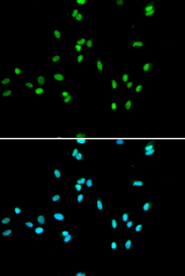 NR5A2 Antibody