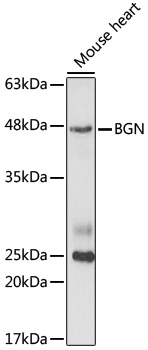 BGN Antibody