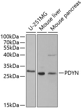 PDYN Polyclonal Antibody