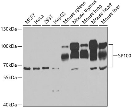 SP100 Antibody