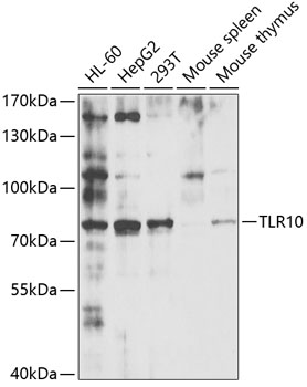 TLR10 Antibody