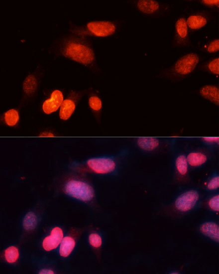 SIRT1 Antibody