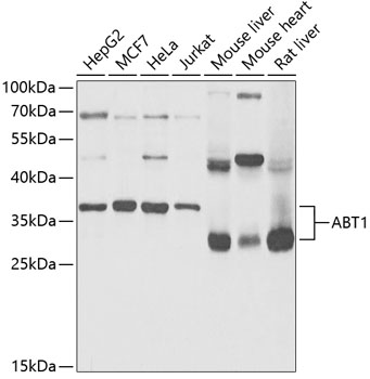 ABT1 Antibody