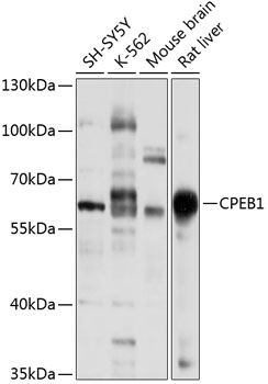 CPEB1 Polyclonal Antibody