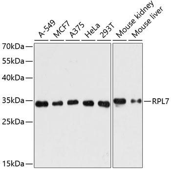 RPL7 Polyclonal Antibody