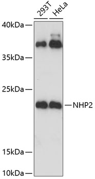 NHP2 Polyclonal Antibody