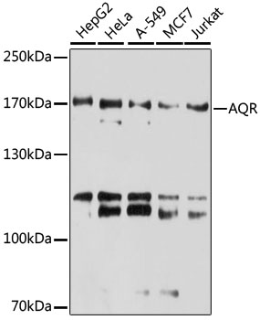 AQR Polyclonal Antibody