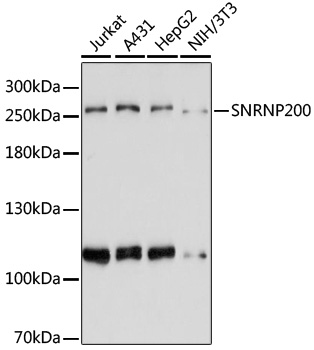 SNRNP200 Polyclonal Antibody