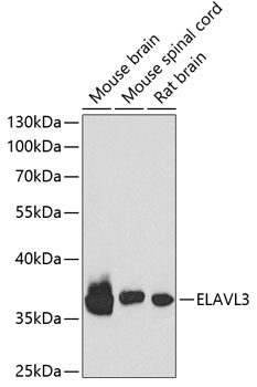 ELAVL3 Rabbit Polyclonal Antibody