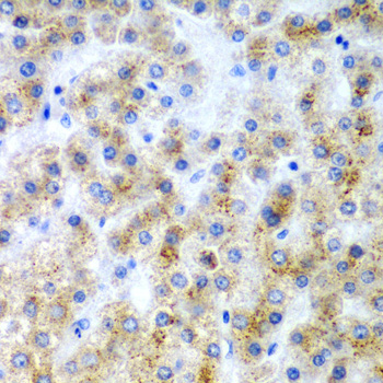 LY86 Polyclonal Antibody