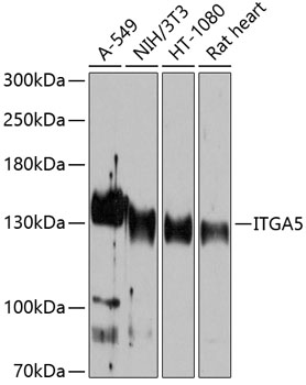 ITGA5 Rabbit Polyclonal Antibody
