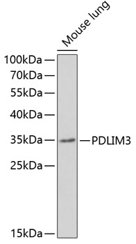 PDLIM3 Polyclonal Antibody