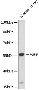 FGF9 antibody