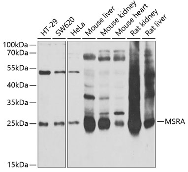 MSRA antibody