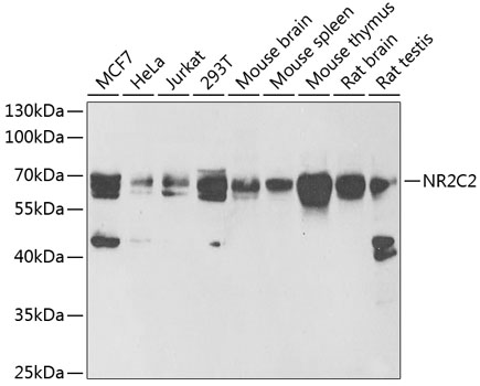 NR2C2 antibody