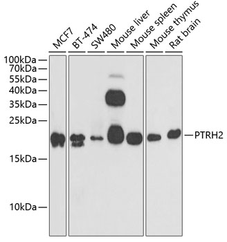 PTRH2 antibody