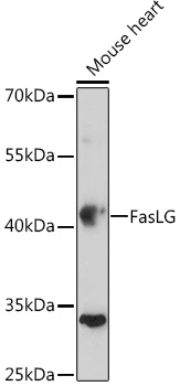 FasLG antibody