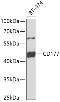 BLMH Antibody