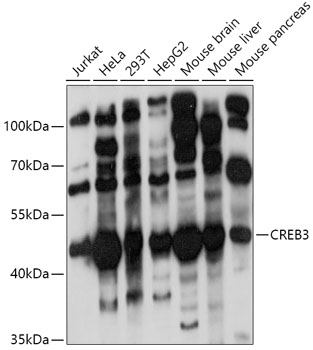 CREB3 antibody