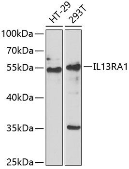 IL13RA1 antibody