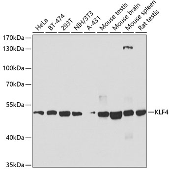 KLF4 Rabbit Polyclonal Antibody