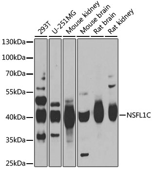 NSFL1C antibody