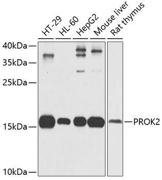 PROK2 Polyclonal Antibody