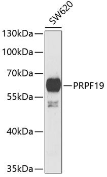 PRPF19 antibody