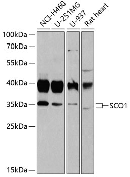 SCO1 Polyclonal Antibody