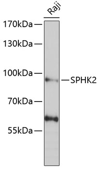 SPHK2 Rabbit Polyclonal Antibody
