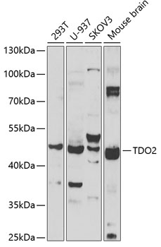 TDO2 antibody