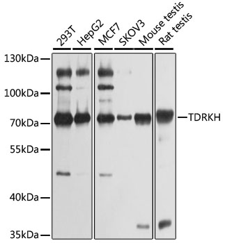 TDRKH Polyclonal Antibody