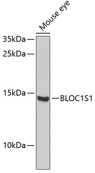 BLOC1S1 Polyclonal Antibody